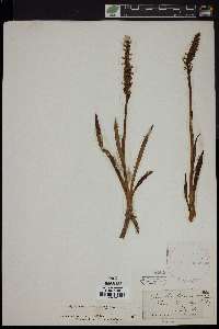 Spiranthes romanzoffiana image