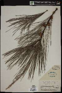 Casuarina equisetifolia image