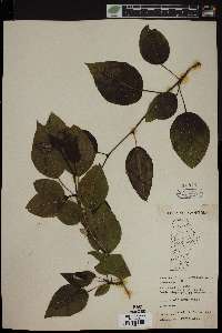 Populus balsamifera image