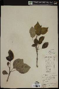 Populus balsamifera image