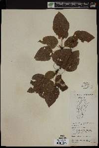 Populus balsamifera image