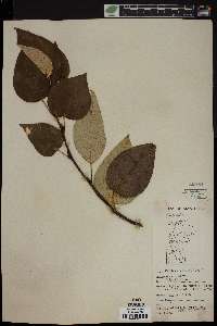 Populus balsamifera image