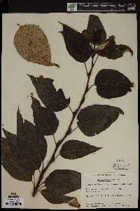 Populus balsamifera image