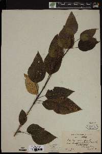 Populus balsamifera image