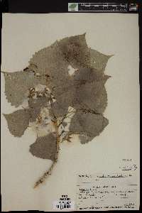 Populus deltoides subsp. monilifera image