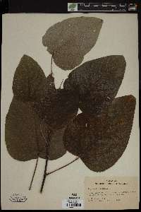 Populus heterophylla image