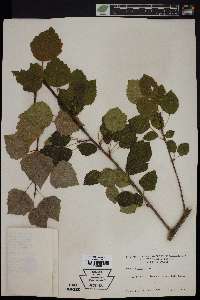 Populus tremula image