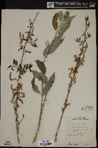 Salix amygdaloides image