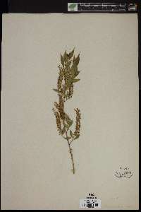 Salix amygdaloides image