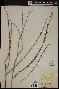 Salix amygdaloides image