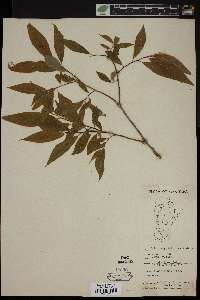 Salix amygdaloides image