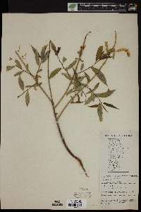 Salix amygdaloides image