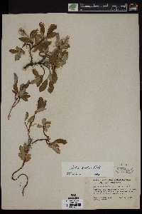 Salix arctica image