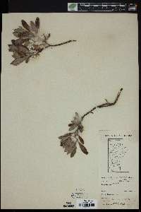 Salix brachycarpa image