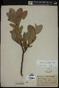 Salix commutata image