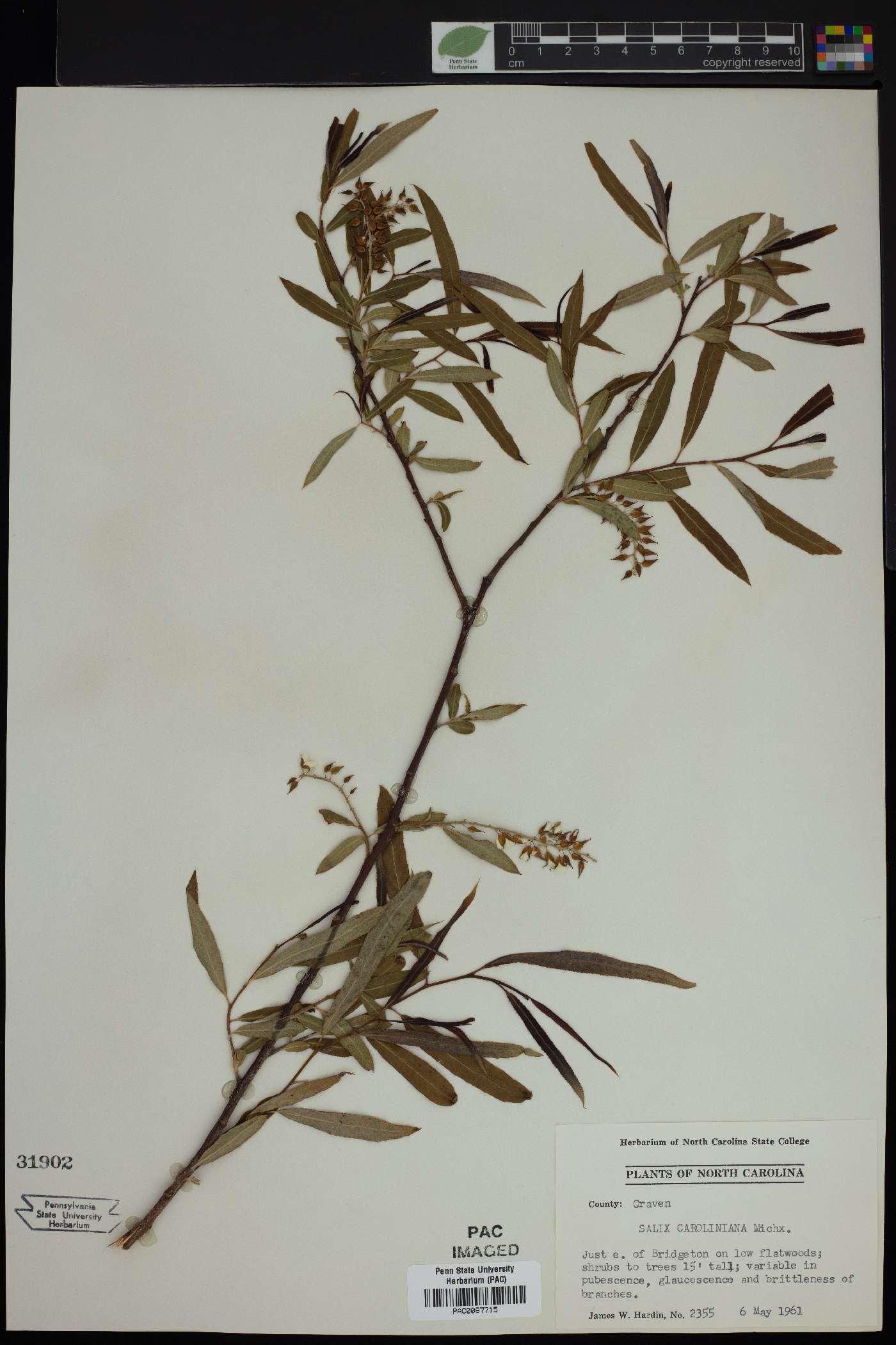 Salix caroliniana image