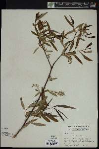 Salix caroliniana image