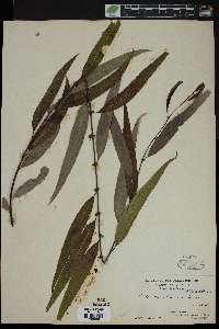 Salix caroliniana image