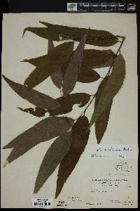 Salix caroliniana image