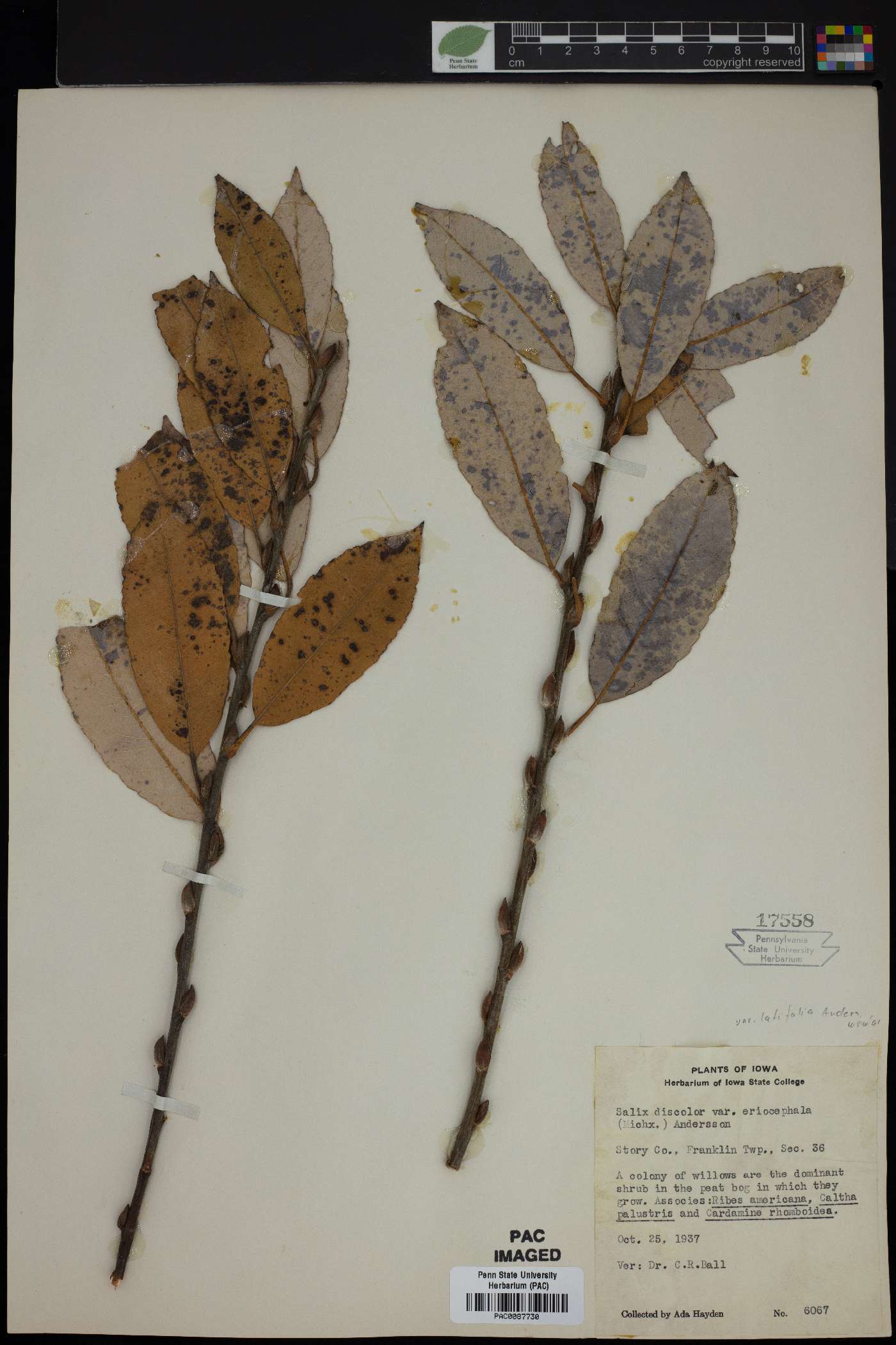 Salix discolor var. eriocephala image