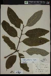 Salix floridana image