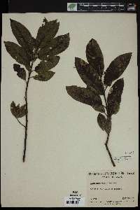 Salix glaucophylloides image