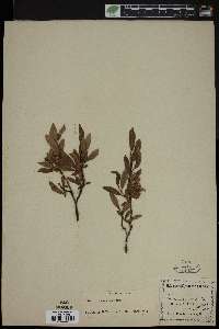 Salix hebecarpa image