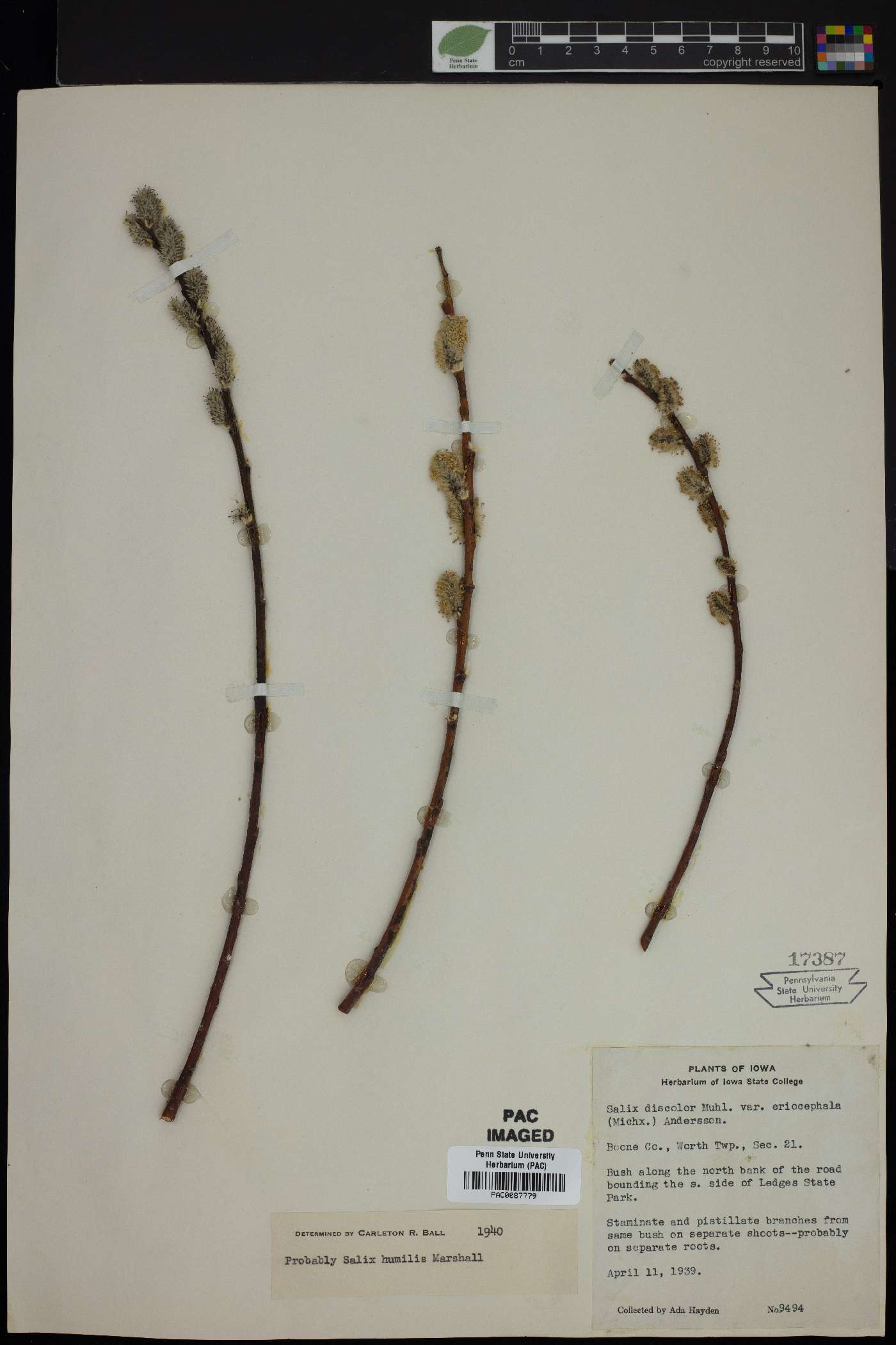 Salix discolor var. eriocephala image