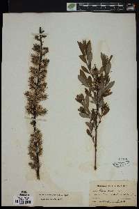 Salix tristis image