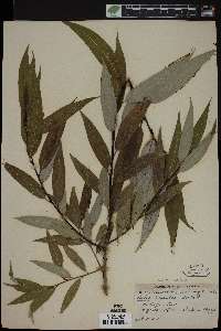 Salix lasiandra image