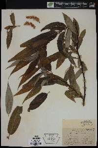 Salix lasiandra image