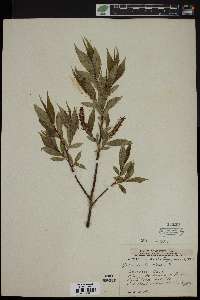 Salix lucida image