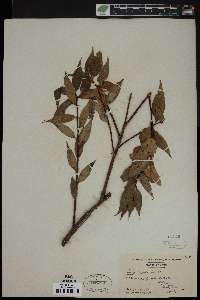 Salix lucida image