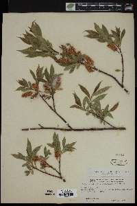 Salix lucida image