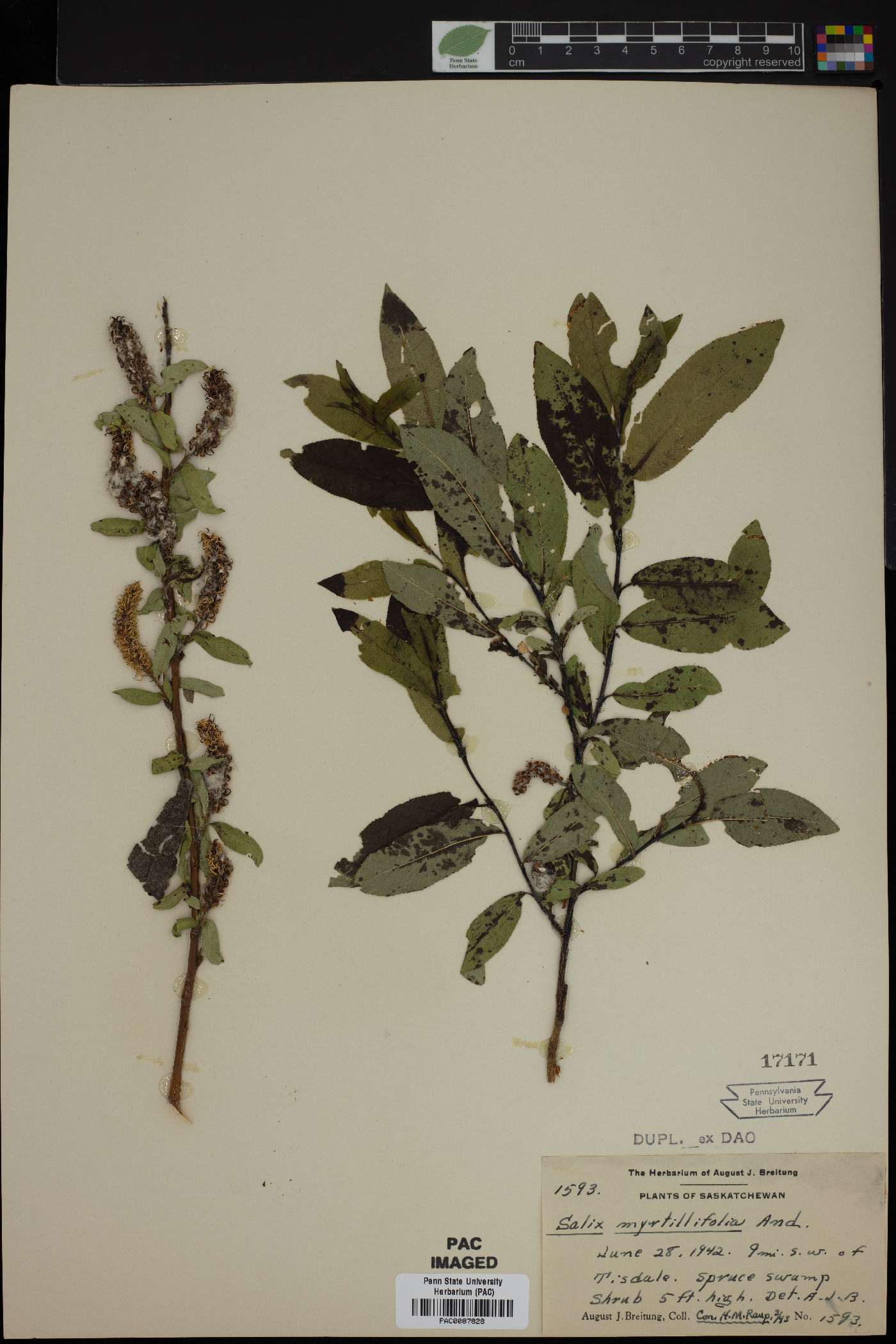 Salix myrtillifolia image