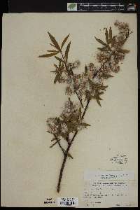 Salix petiolaris image