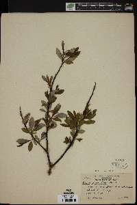 Salix planifolia image