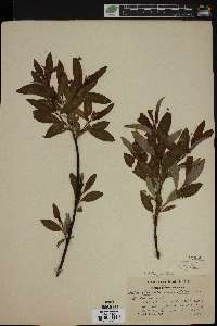 Salix planifolia image