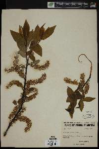 Salix pyrifolia image