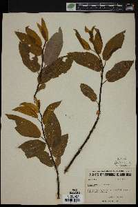 Salix pyrifolia image