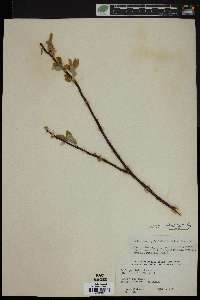 Salix pyrifolia image