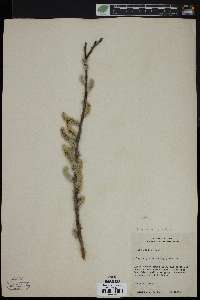 Salix rigida image