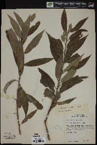 Salix missouriensis image