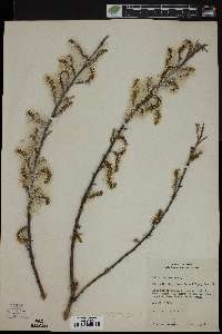 Salix cordata image