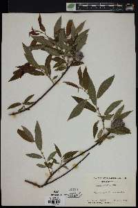 Salix rigida image