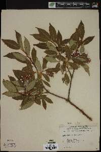 Salix serissima image