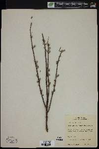 Salix tristis image