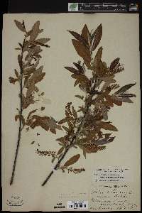 Salix rigida image