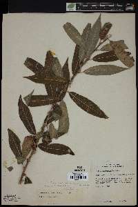 Salix missouriensis image