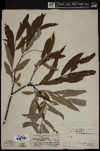 Salix rigida image